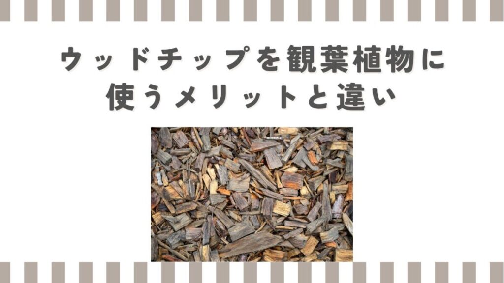 ウッドチップを観葉植物に使うメリットと違い