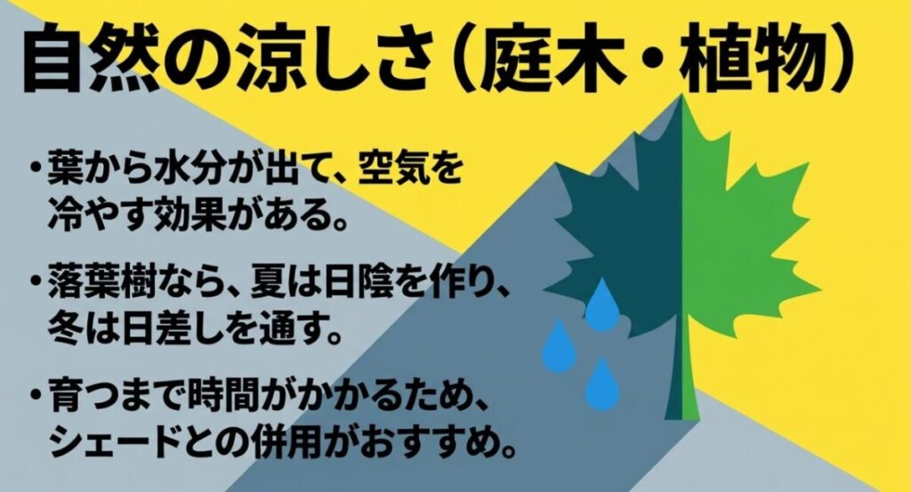 庭木や植物の蒸散作用と落葉樹による夏冬の日差し調整を示すスライド