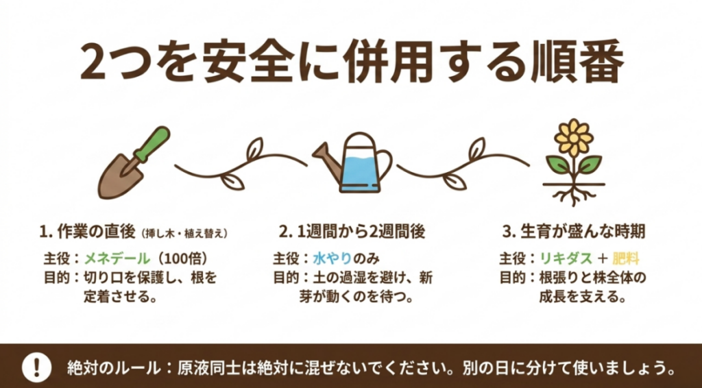 植え替え直後はメネデール100倍、作業後1週間から2週間は水やりを基本とし、新芽が動いた生育期はリキダスと肥料へ切り替える手順