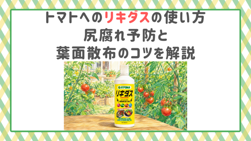 トマトへのリキダスの使い方｜尻腐れ予防と葉面散布のコツを解説
