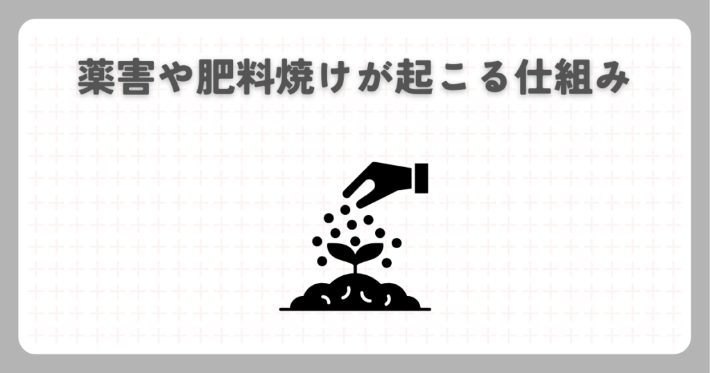 薬害や肥料焼けが起こる仕組み