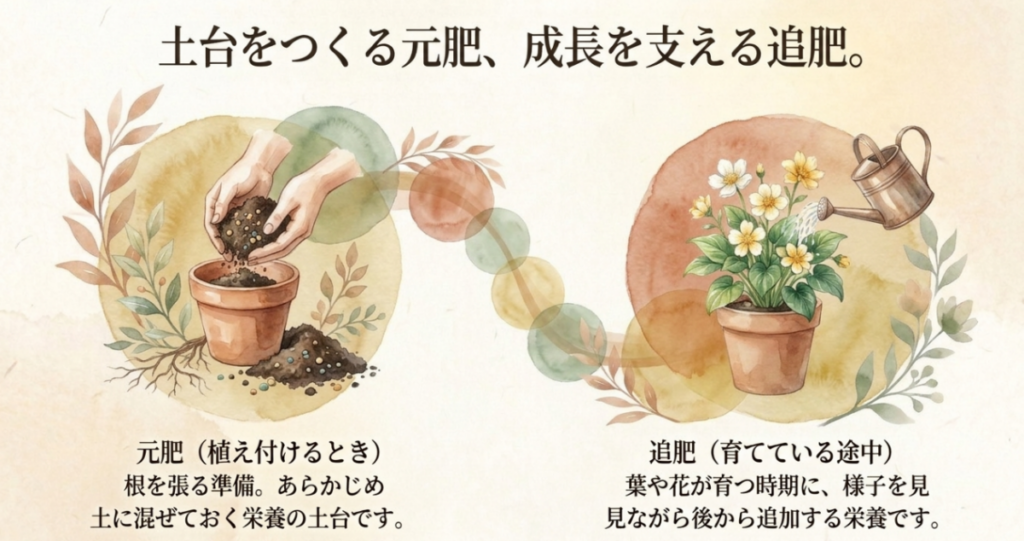 植え付け時に土へ混ぜる元肥と、生育中に追加する追肥の違いを鉢植えの図で示したスライド