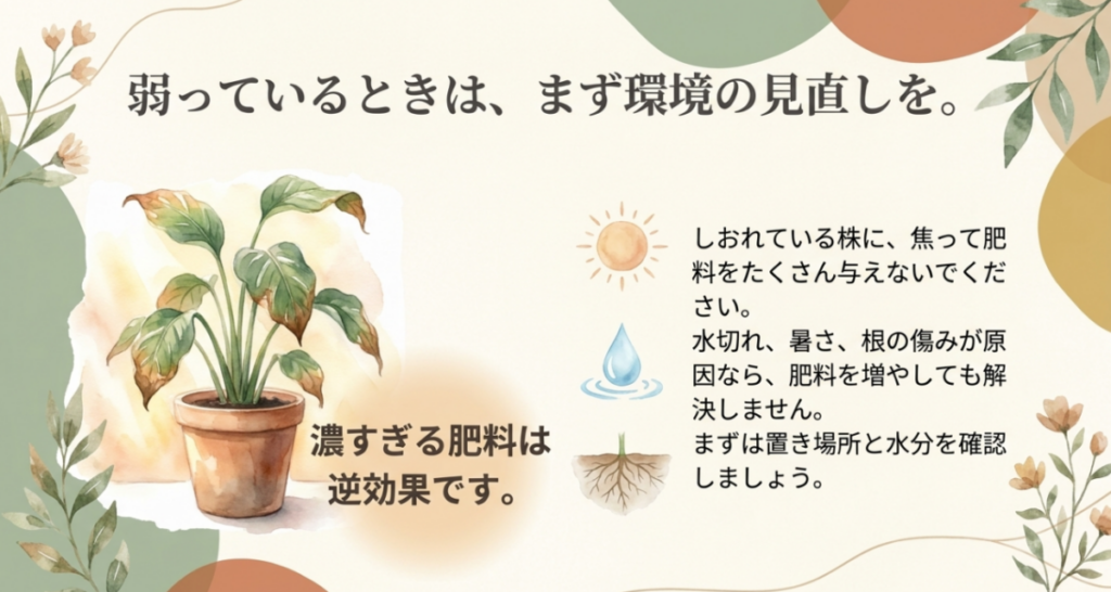 しおれた植物には肥料を増やす前に、水切れ、暑さ、根の傷みや置き場所を確認するよう示した図