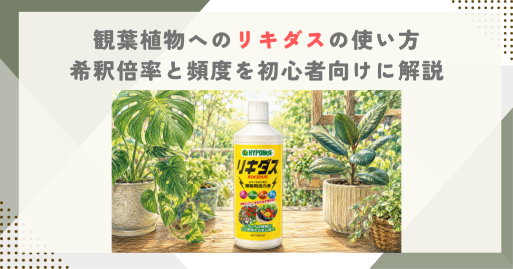 観葉植物へのリキダスの使い方｜希釈倍率と頻度を初心者向けに解説