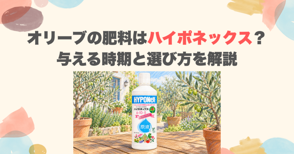 オリーブの肥料はハイポネックス？与える時期と選び方を解説