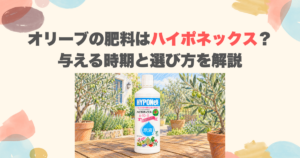 オリーブの肥料はハイポネックス？与える時期と選び方を解説