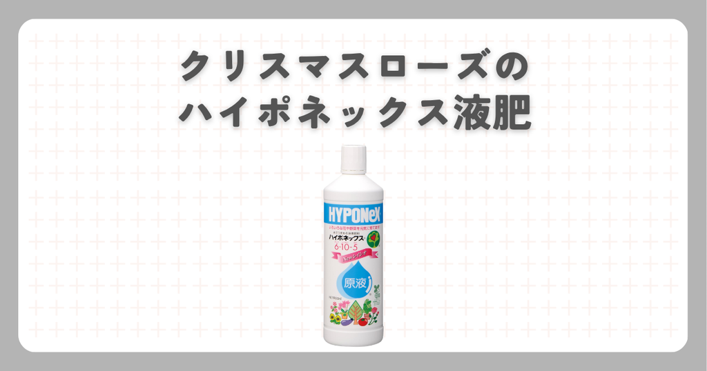 クリスマスローズのハイポネックス液肥