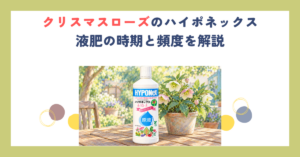 クリスマスローズのハイポネックス｜液肥の時期と頻度を解説