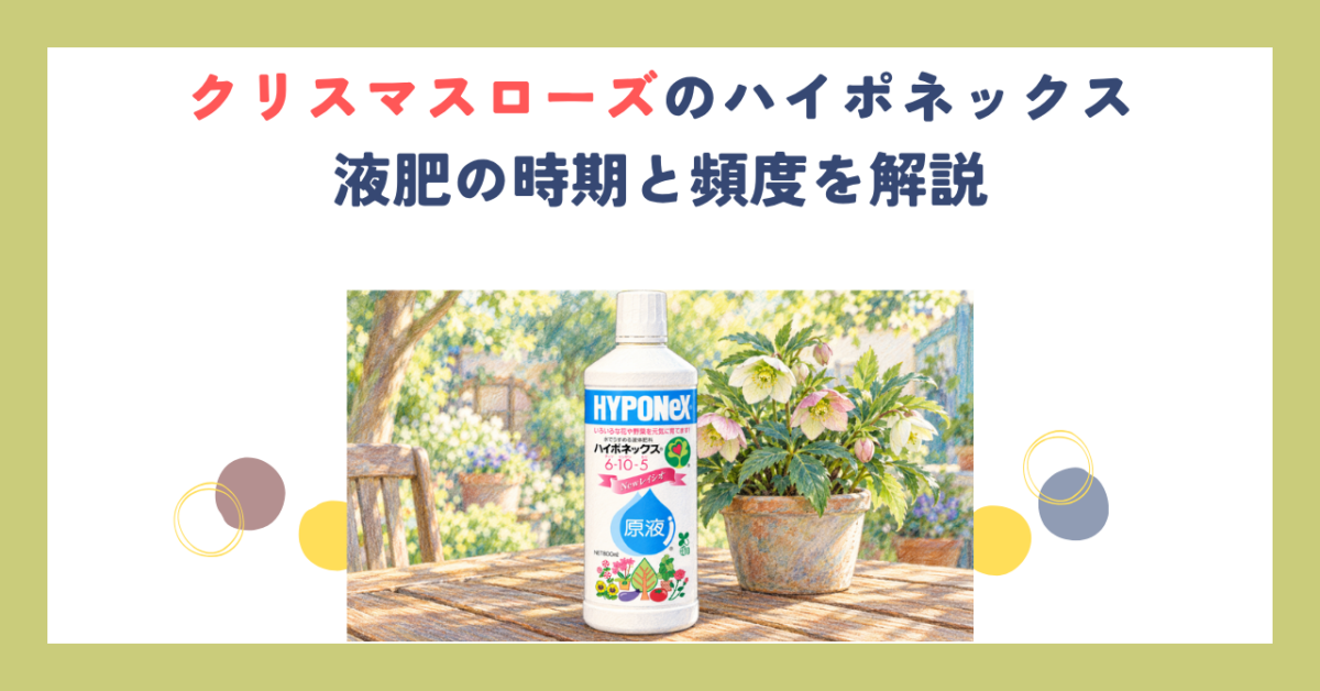 クリスマスローズのハイポネックス｜液肥の時期と頻度を解説