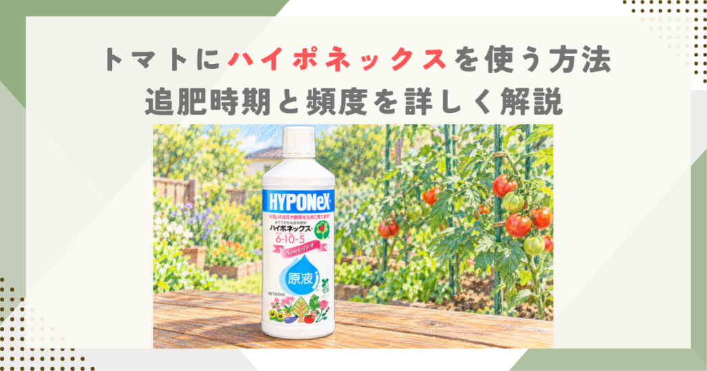 トマトにハイポネックスを使う方法｜追肥時期と頻度を詳しく解説