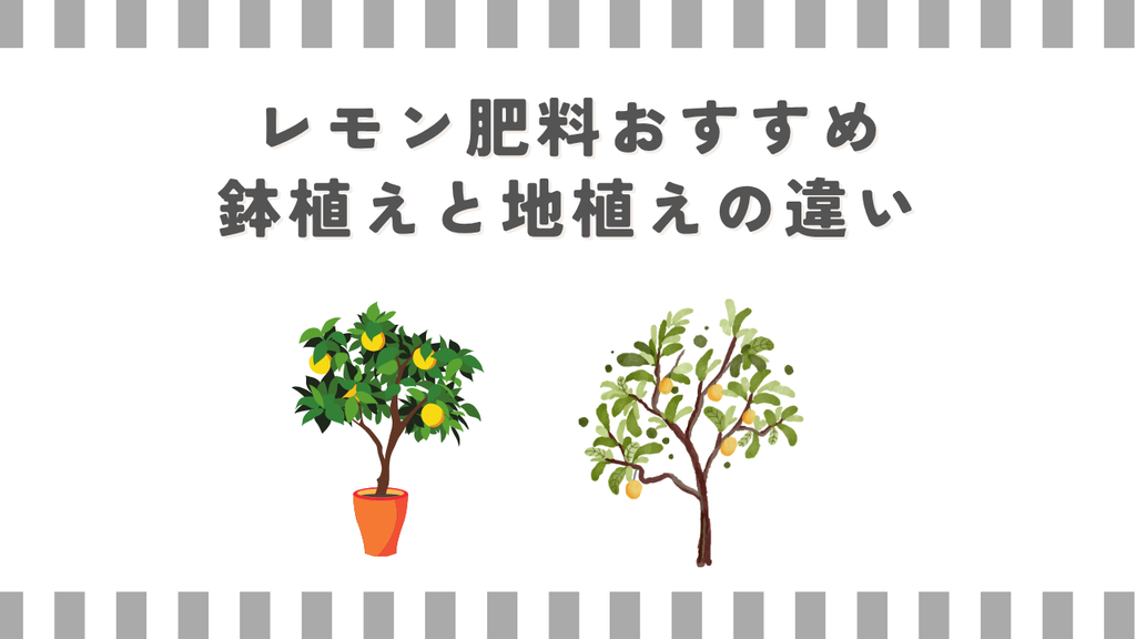レモン肥料おすすめ鉢植えと地植えの違い
