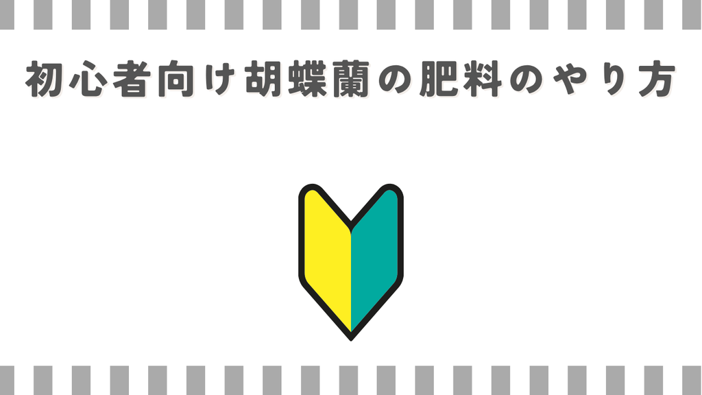 初心者向け胡蝶蘭の肥料のやり方