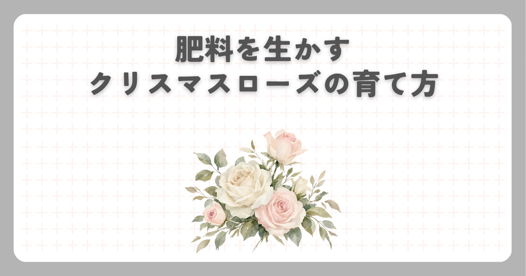 肥料を生かすクリスマスローズの育て方