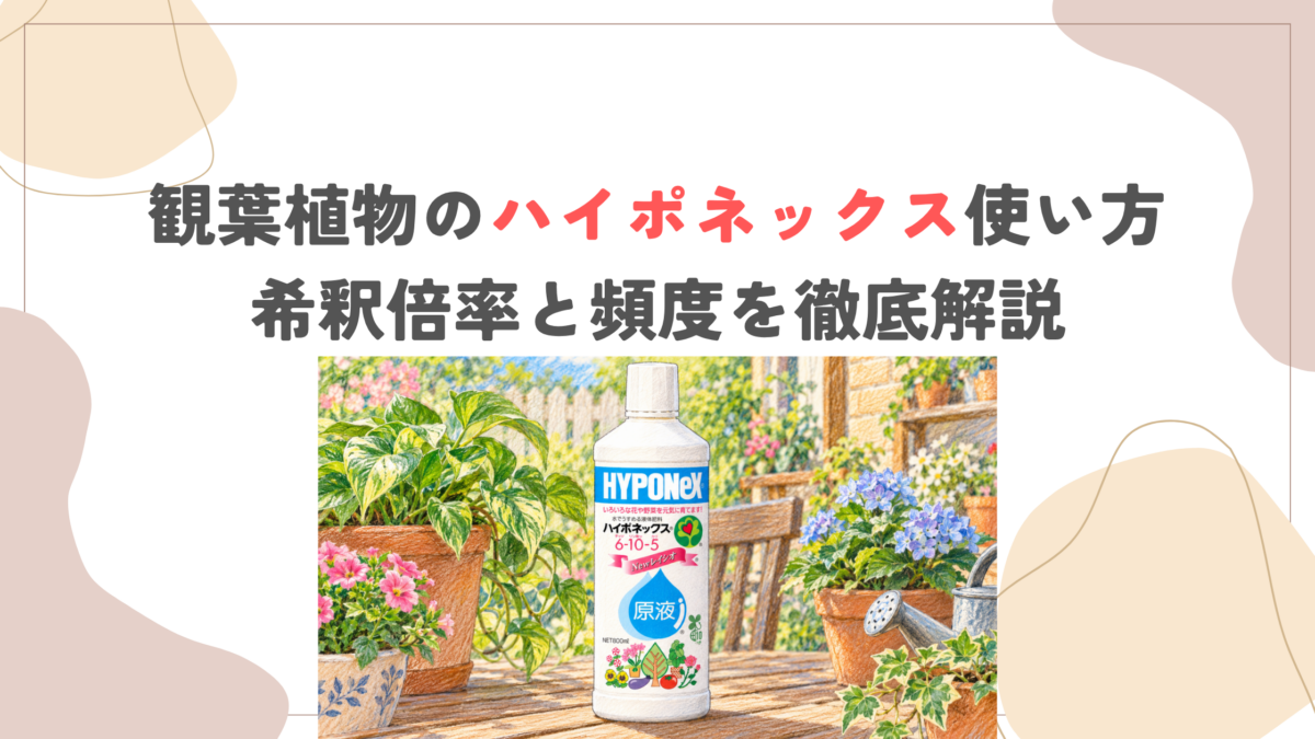 観葉植物のハイポネックス使い方｜希釈倍率と頻度を徹底解説