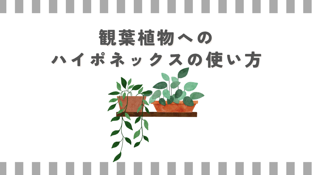 観葉植物へのハイポネックスの使い方